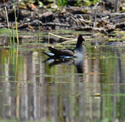 common gallinule.jpg