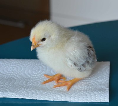 chick11.jpg