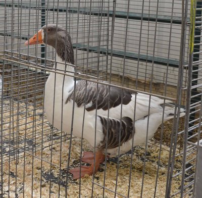 RB, BV Pomeranian, Buff saddleback - Old female bt Willow Brook Waterfowl  & Fiber low.jpg