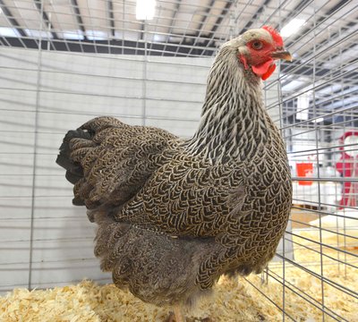 LF Best American Reserve Standard Plymouth Rock SIlver Pencil Pullet by Gavin Bouwman JR OPEN.jpg