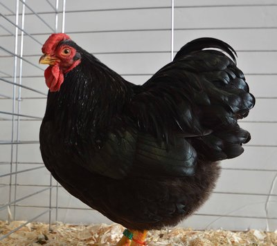 Ch. RCCL Bantam Wyandotte Cockerel by Dave Paul low.jpg