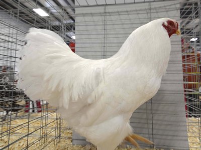 LF Res American Chantecler White Cockerel by Steele Croft (Donna Steele).jpg