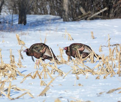 field turkeys.jpg