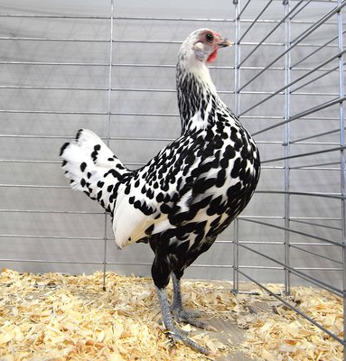 Bantam - need help with title and exhibitor.jpg