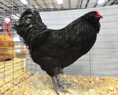 LF  Ch AOSB BV BB AMeraucana Black Cockerel by Elena Roberts.jpg