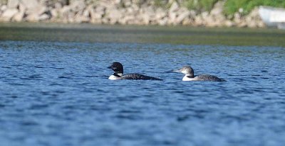 loon baby.jpg