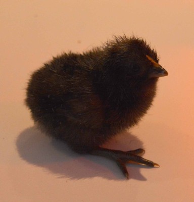 chick1.jpg