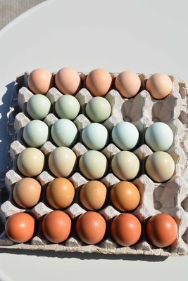 egg colours.jpg
