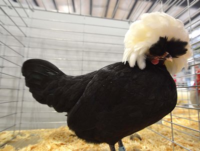 Bantam AOCCL Reserve AOCCL RV RB Polish non-Bearded White Crested Black  Pullet.jpg