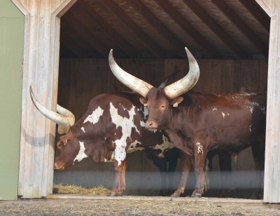 Watusi Cattle.jpg