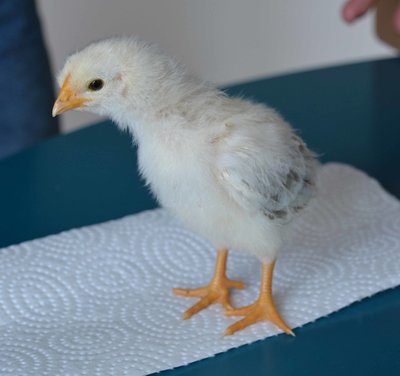 chick2.jpg