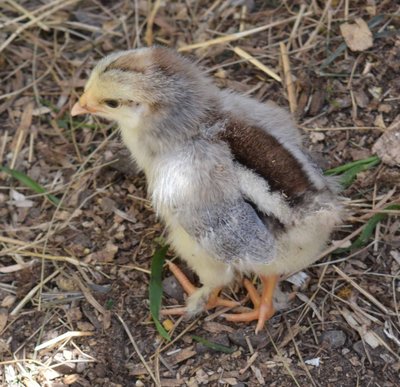 Feathered leg.jpg