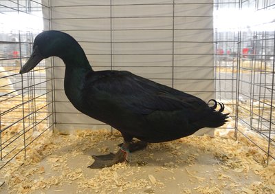 Reserve Medium Duck - Cayuga, Young Male by Elana Oakes low.jpg