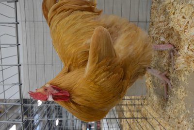 CH English Class - Buff Orpington, Young Male by Beamers Poultry low.jpg