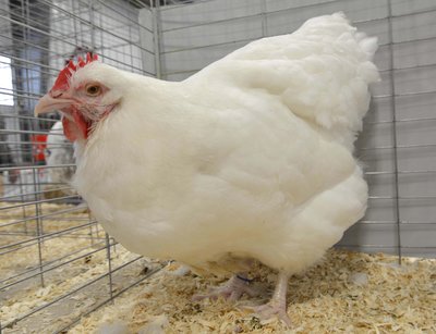 LF Res English BV BB Orpington White Hen.jpg