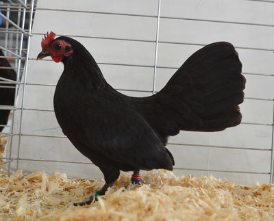 Ch. Game, Bantam, Old English, Black Pullet by Steve van Lochem low.jpg