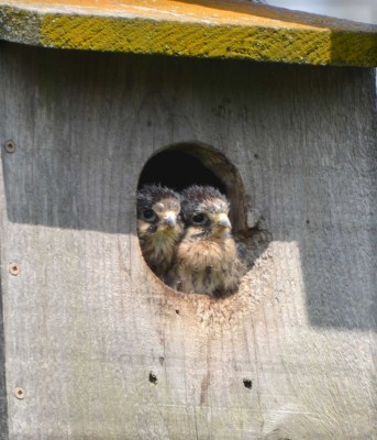 kestrel fledglings.jpg