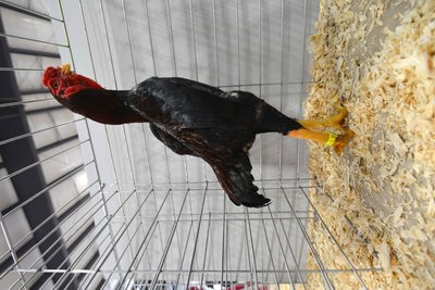 Bantam AOCCL Best AOCCL Reserve Bantam BB Ko Shamo Wheaten Cock by Chelsea Beamer JR.jpg