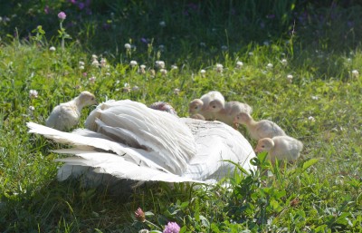 dust bath.jpg