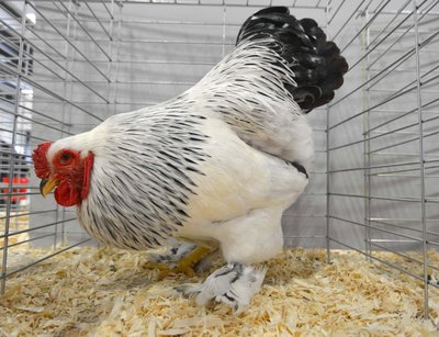 Bantam Featherleg Reserve Featherleg BV BB Brahma Light Cockerel By Beamers Poultry.jpg