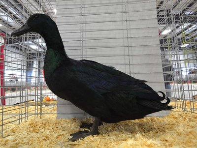 Res Medium Duck Cayuga Young card says male by Elana Oakes.jpg