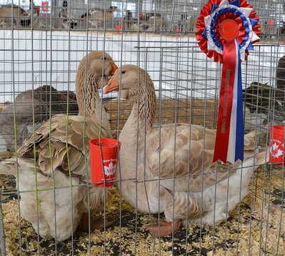 Res Heavy Goose - Toulouse, Buff, Old Female by Tony Weatherby low.jpg