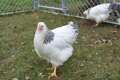 DSC_0871.JPG