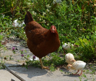 PCwith poults.jpg