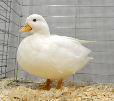 Res Bantam Duck White Call Young Female by Maguire Smale.jpg