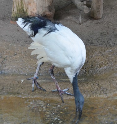 Sacred Ibis.jpg