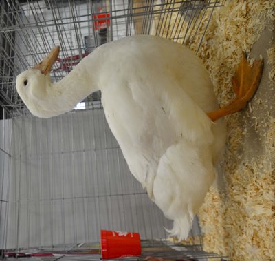 Res Heavy Duck Aylesbury Young Male by Gerald Donnelly.jpg