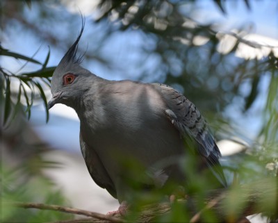 Crested Pigeon.jpg