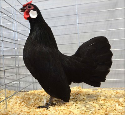 Bantam RCCL Rosecomb Black Pullet by Keith Matheson.jpg