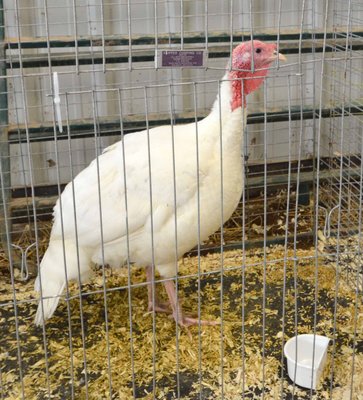 Reserve Ch. Turkey, Beltsville Small White - Young Male by Gillian Jenkinson low.jpg