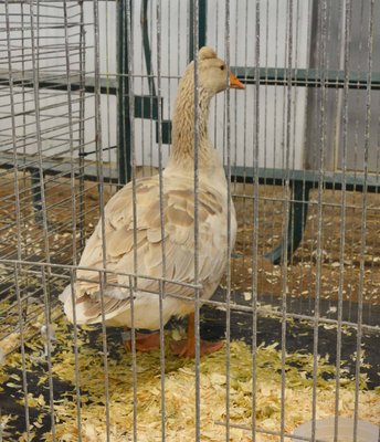 BV, Tufted Roman, Buff - Young Female by Willowbrook Waterfowl & Fiber low.jpg