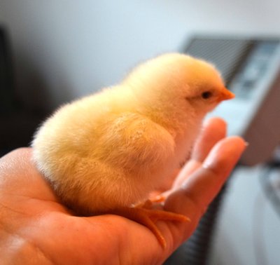 chick1.jpg