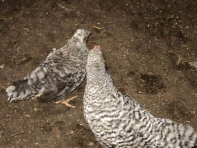 DSC03476.JPG