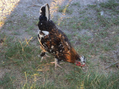 DSC00464.JPG