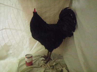 20161117_051149_Burst05.jpg