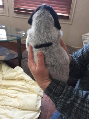 puppy3.jpg