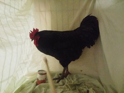 20161117_051347_Burst09.jpg