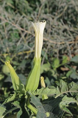 Datura stramonium.JPG