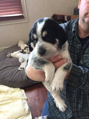 puppy2.jpg