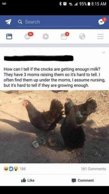 chicken milk.jpg