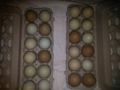 eggsforsale.jpg