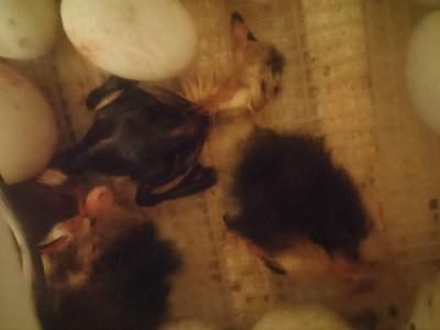 20170524_175509.jpg