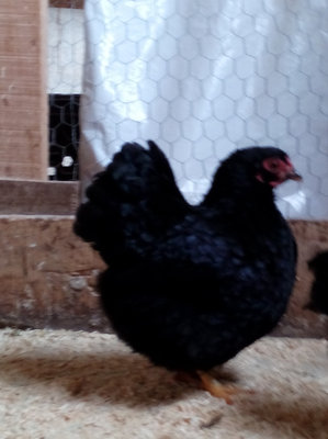 Older Wyandott hen