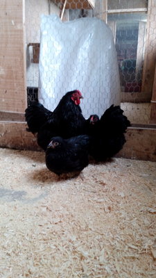 Older pair Wyandott bantams