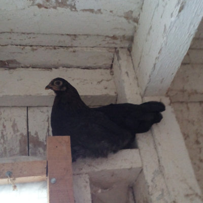 Brahma mix pullet