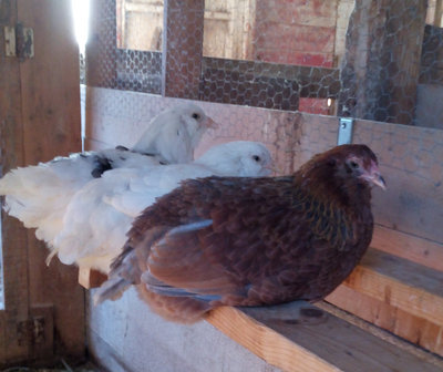 The chickids getting bigger.